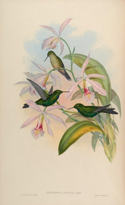 Heliodoxa jacula da John Gould